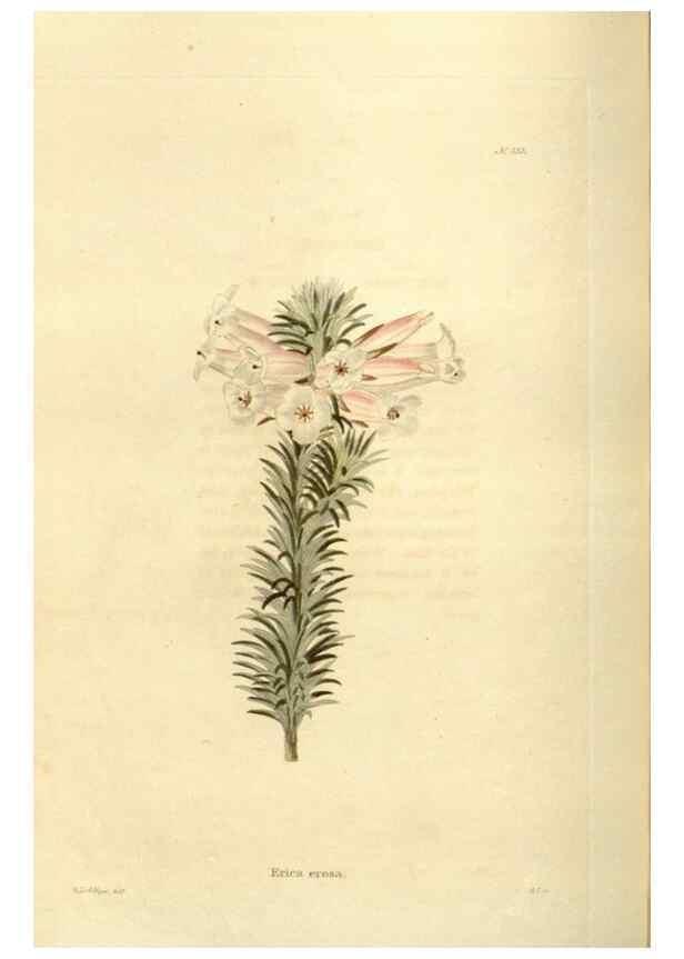 Reproducción/Reproduction 48624024142: The botanical cabinet. London :John & Arthur Arch ...,1817-1833.. 