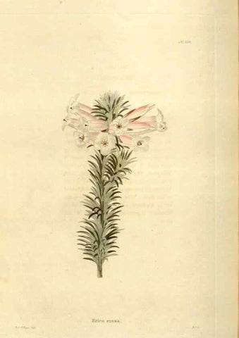 Reproducción/Reproduction 48624024142: The botanical cabinet. London :John & Arthur Arch ...,1817-1833.. 