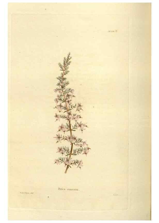 Reproducción/Reproduction 48623525553: The botanical cabinet. London :John & Arthur Arch ...,1817-1833.. 