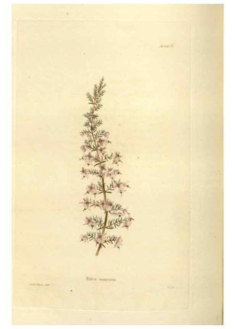 Reproducción/Reproduction 48623525553: The botanical cabinet. London :John & Arthur Arch ...,1817-1833.. 