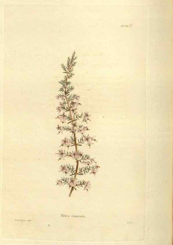 Reproducción/Reproduction 48623525553: The botanical cabinet. London :John & Arthur Arch ...,1817-1833.. 
