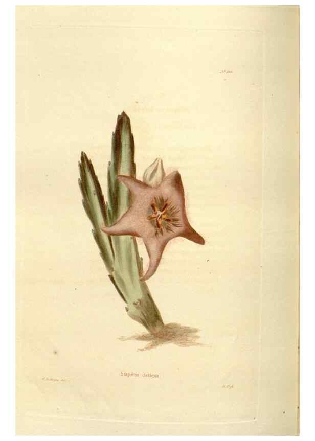 Reproducción/Reproduction 48623877371: The botanical cabinet. London :John & Arthur Arch ...,1817-1833.. 