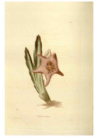Reproducción/Reproduction 48623877371: The botanical cabinet. London :John & Arthur Arch ...,1817-1833.. 