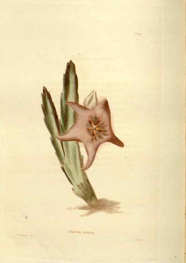 Reproducción/Reproduction 48623877371: The botanical cabinet. London :John & Arthur Arch ...,1817-1833.. 
