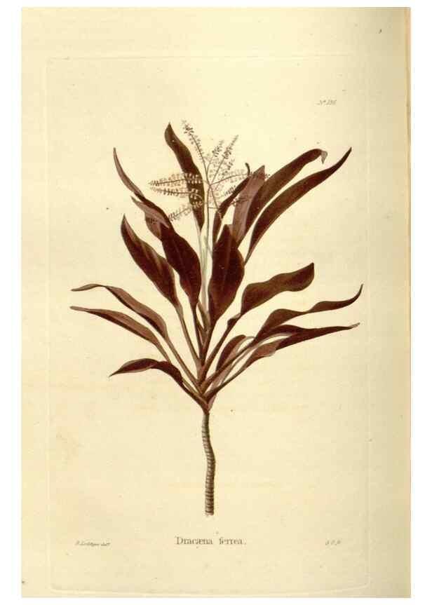 Reproducción/Reproduction 48623526318: The botanical cabinet. London :John & Arthur Arch ...,1817-1833.. 