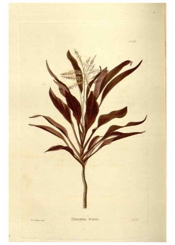 Reproducción/Reproduction 48623526318: The botanical cabinet. London :John & Arthur Arch ...,1817-1833.. 