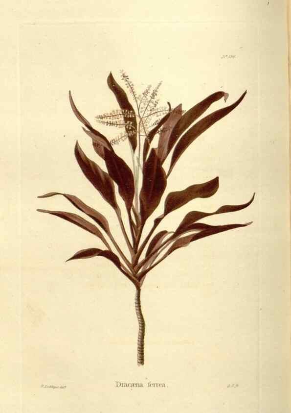 Reproducción/Reproduction 48623526318: The botanical cabinet. London :John & Arthur Arch ...,1817-1833.. 