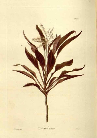 Reproducción/Reproduction 48623526318: The botanical cabinet. London :John & Arthur Arch ...,1817-1833.. 