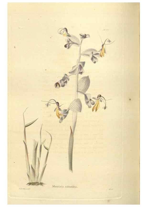 Reproducción/Reproduction 48623878271: The botanical cabinet. London :John & Arthur Arch ...,1817-1833.. 