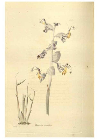 Reproducción/Reproduction 48623878271: The botanical cabinet. London :John & Arthur Arch ...,1817-1833.. 