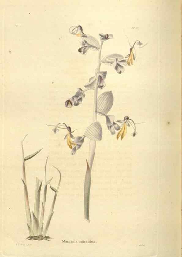 Reproducción/Reproduction 48623878271: The botanical cabinet. London :John & Arthur Arch ...,1817-1833.. 