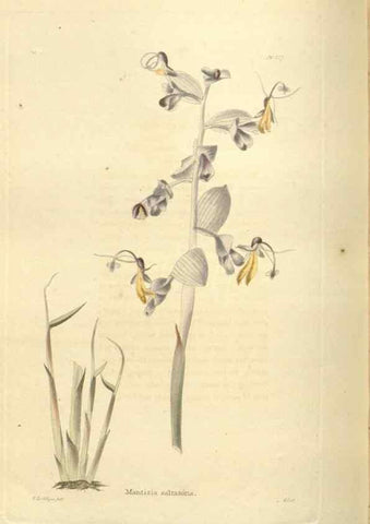 Reproducción/Reproduction 48623878271: The botanical cabinet. London :John & Arthur Arch ...,1817-1833.. 