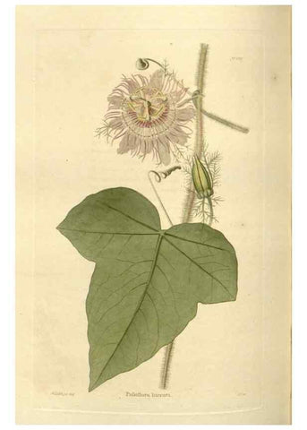 Reproducción/Reproduction 48624025912: The botanical cabinet. London :John & Arthur Arch ...,1817-1833.. 