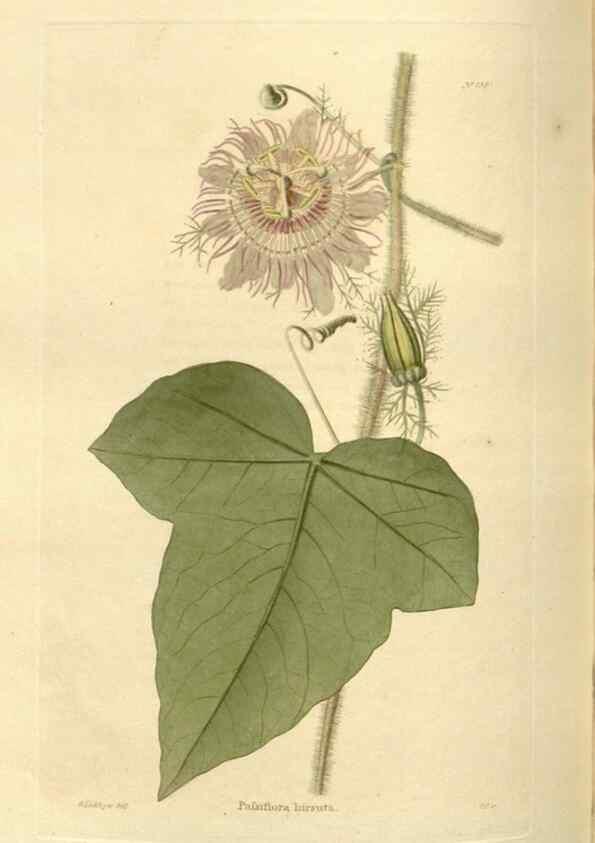 Reproducción/Reproduction 48624025912: The botanical cabinet. London :John & Arthur Arch ...,1817-1833.. 