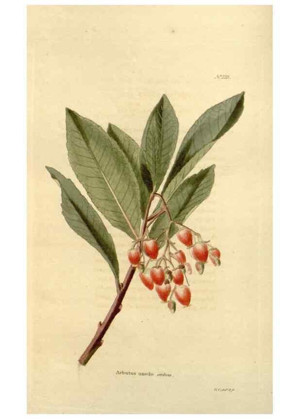 Reproducción/Reproduction 48624020337: The botanical cabinet. London :John & Arthur Arch ...,1817-1833.. 