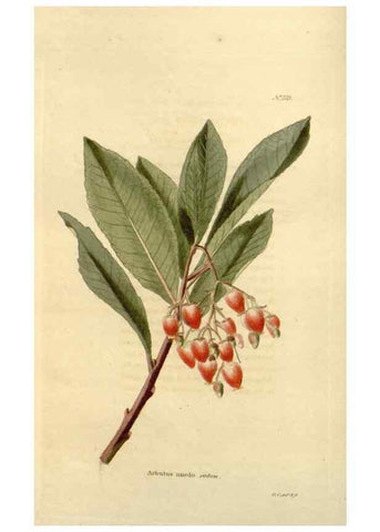 Reproducción/Reproduction 48624020337: The botanical cabinet. London :John & Arthur Arch ...,1817-1833.. 