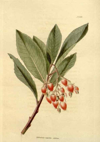 Reproducción/Reproduction 48624020337: The botanical cabinet. London :John & Arthur Arch ...,1817-1833.. 