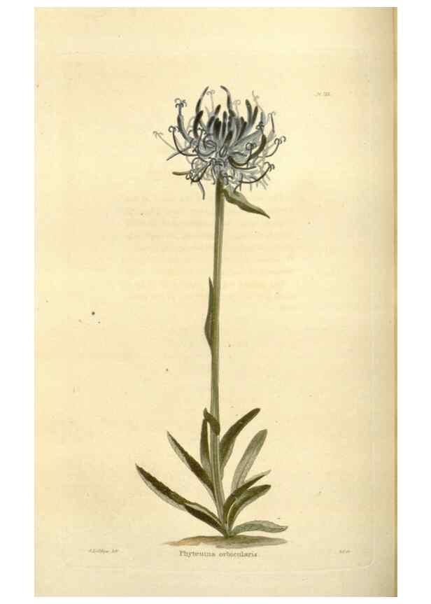 Reproducción/Reproduction 48624020027: The botanical cabinet. London :John & Arthur Arch ...,1817-1833.. 