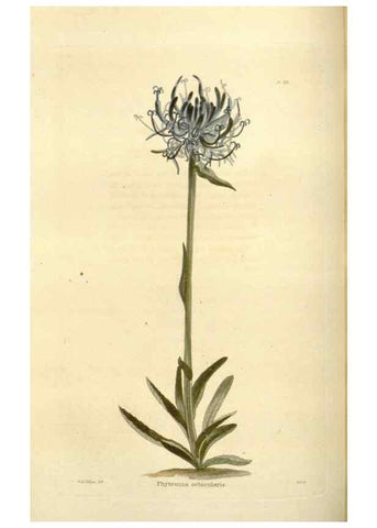 Reproducción/Reproduction 48624020027: The botanical cabinet. London :John & Arthur Arch ...,1817-1833.. 