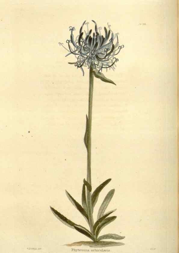 Reproducción/Reproduction 48624020027: The botanical cabinet. London :John & Arthur Arch ...,1817-1833.. 