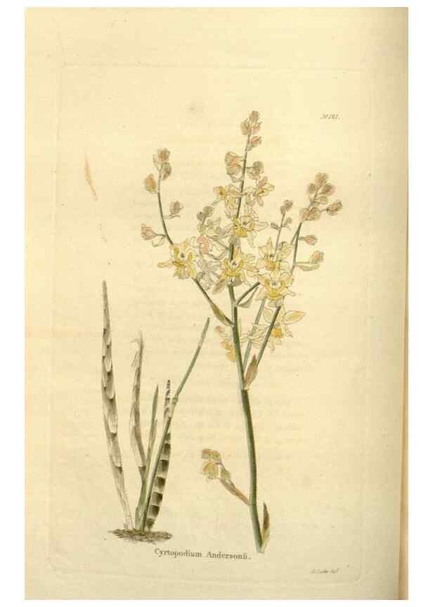 Reproducción/Reproduction 48623520868: The botanical cabinet. London :John & Arthur Arch ...,1817-1833.. 