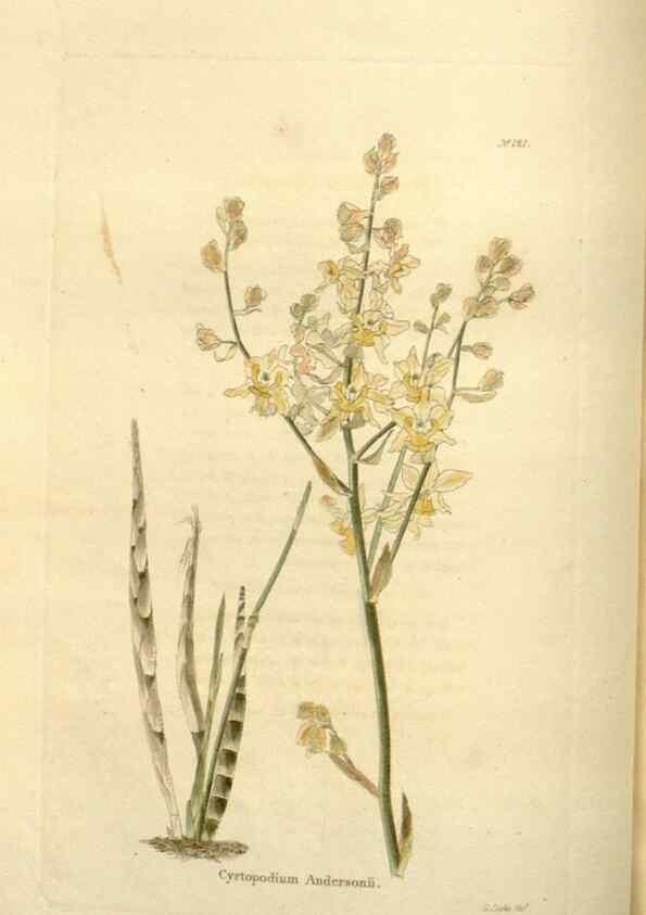 Reproducción/Reproduction 48623520868: The botanical cabinet. London :John & Arthur Arch ...,1817-1833.. 