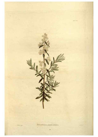 Reproducción/Reproduction 48623520458: The botanical cabinet. London :John & Arthur Arch ...,1817-1833.. 