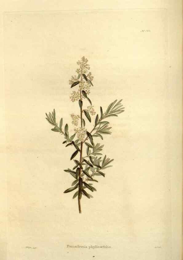 Reproducción/Reproduction 48623520458: The botanical cabinet. London :John & Arthur Arch ...,1817-1833.. 