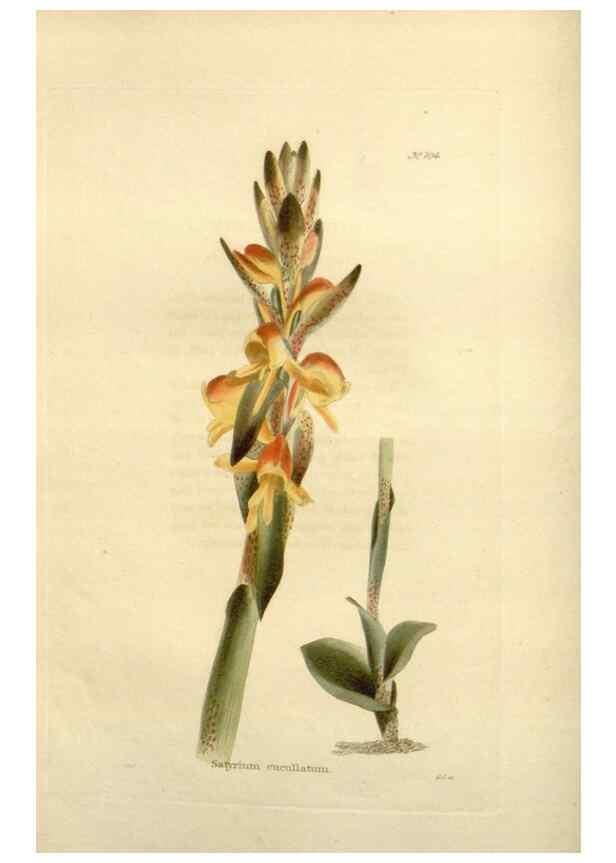 Reproducción/Reproduction 48624013687: The botanical cabinet. London :John & Arthur Arch ...,1817-1833.. 