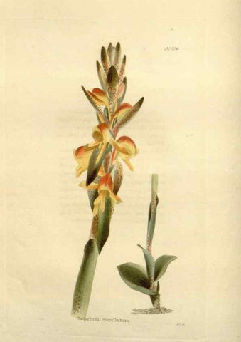 Reproducción/Reproduction 48624013687: The botanical cabinet. London :John & Arthur Arch ...,1817-1833.. 