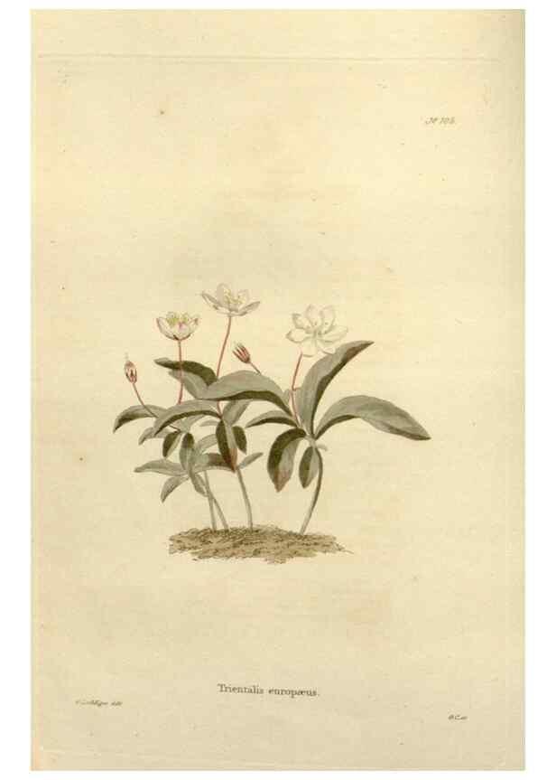 Reproducción/Reproduction 48623515123: The botanical cabinet. London :John & Arthur Arch ...,1817-1833.. 