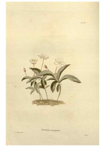 Reproducción/Reproduction 48623515123: The botanical cabinet. London :John & Arthur Arch ...,1817-1833.. 