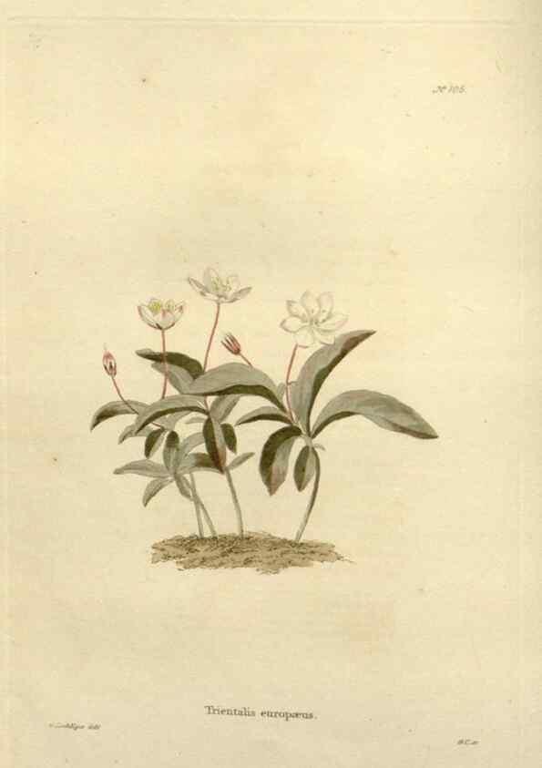 Reproducción/Reproduction 48623515123: The botanical cabinet. London :John & Arthur Arch ...,1817-1833.. 