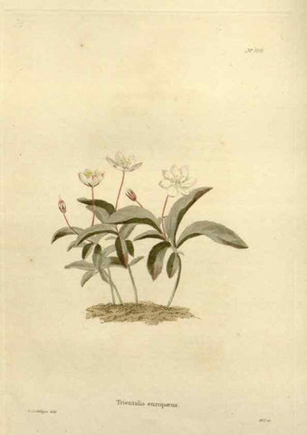 Reproducción/Reproduction 48623515123: The botanical cabinet. London :John & Arthur Arch ...,1817-1833.. 
