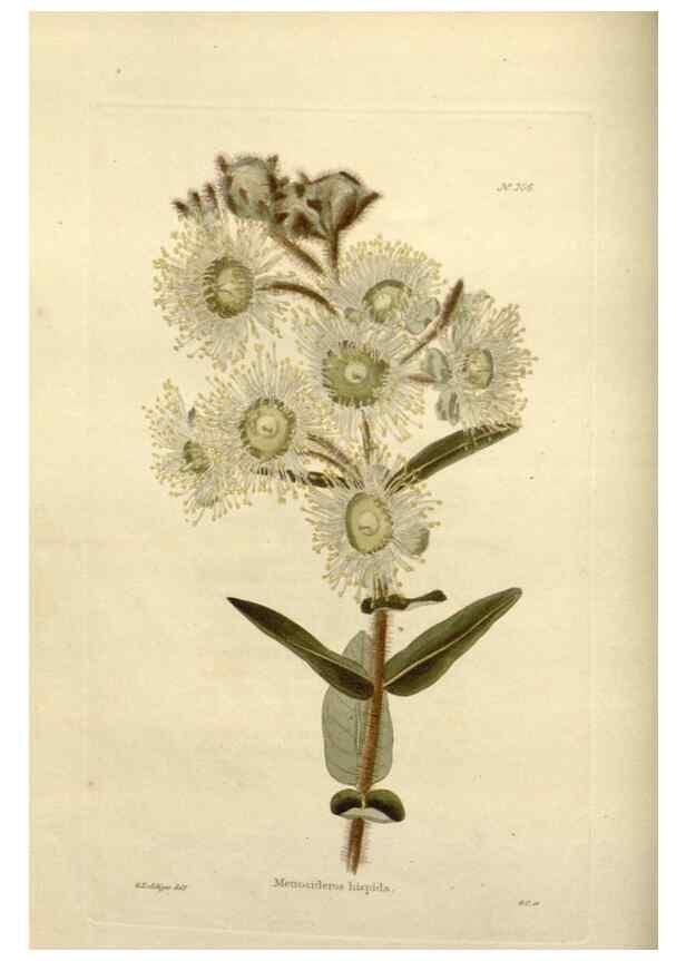 Reproducción/Reproduction 48624014437: The botanical cabinet. London :John & Arthur Arch ...,1817-1833.. 