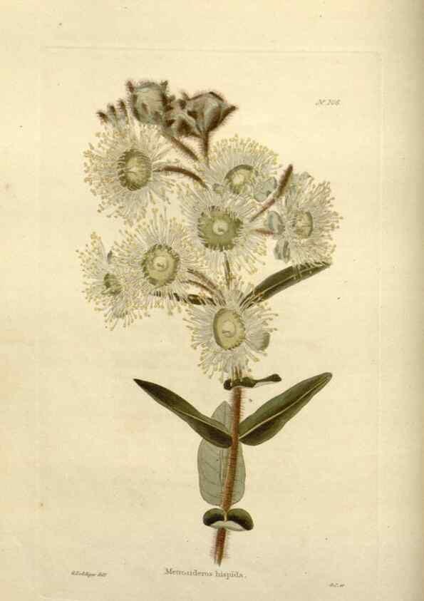 Reproducción/Reproduction 48624014437: The botanical cabinet. London :John & Arthur Arch ...,1817-1833.. 