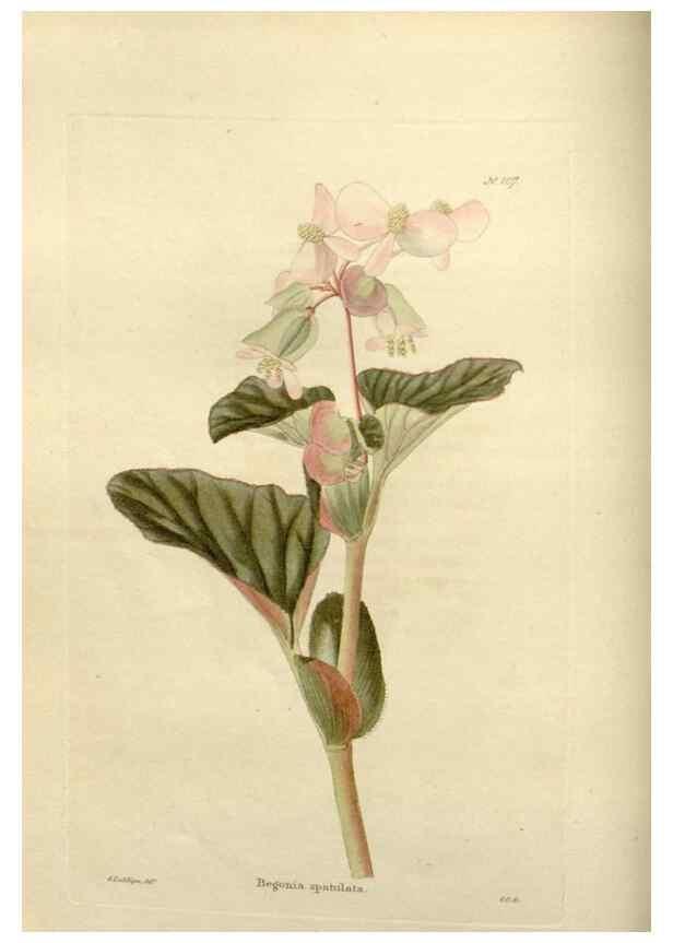 Reproducción/Reproduction 48623867461: The botanical cabinet. London :John & Arthur Arch ...,1817-1833.. 