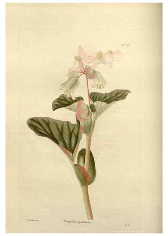 Reproducción/Reproduction 48623867461: The botanical cabinet. London :John & Arthur Arch ...,1817-1833.. 