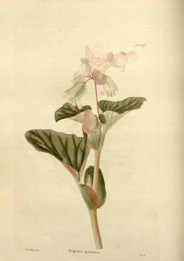 Reproducción/Reproduction 48623867461: The botanical cabinet. London :John & Arthur Arch ...,1817-1833.. 