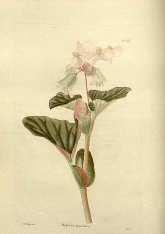 Reproducción/Reproduction 48623867461: The botanical cabinet. London :John & Arthur Arch ...,1817-1833.. 