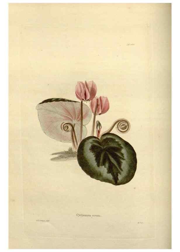 Reproducción/Reproduction 48623867801: The botanical cabinet. London :John & Arthur Arch ...,1817-1833.. 