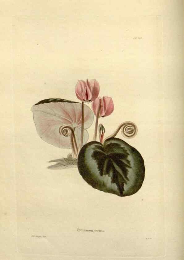 Reproducción/Reproduction 48623867801: The botanical cabinet. London :John & Arthur Arch ...,1817-1833.. 
