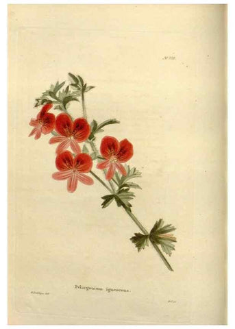 Reproducción/Reproduction 48624015672: The botanical cabinet. London :John & Arthur Arch ...,1817-1833.. 