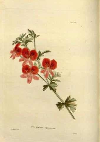 Reproducción/Reproduction 48624015672: The botanical cabinet. London :John & Arthur Arch ...,1817-1833.. 