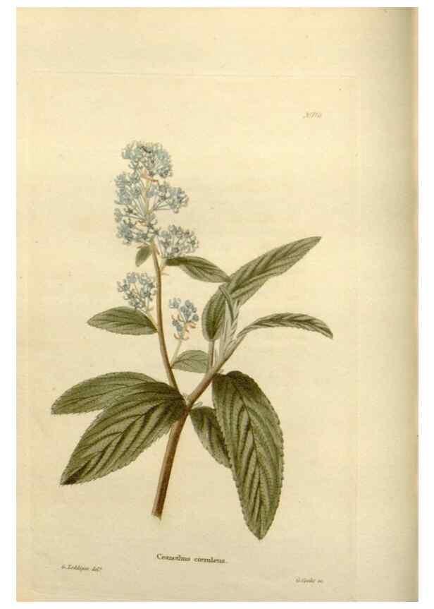 Reproducción/Reproduction 48623517103: The botanical cabinet. London :John & Arthur Arch ...,1817-1833.. 