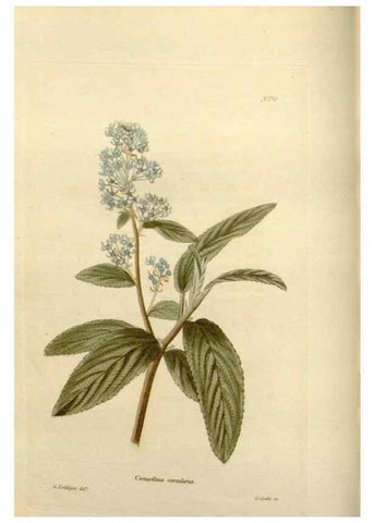 Reproducción/Reproduction 48623517103: The botanical cabinet. London :John & Arthur Arch ...,1817-1833.. 