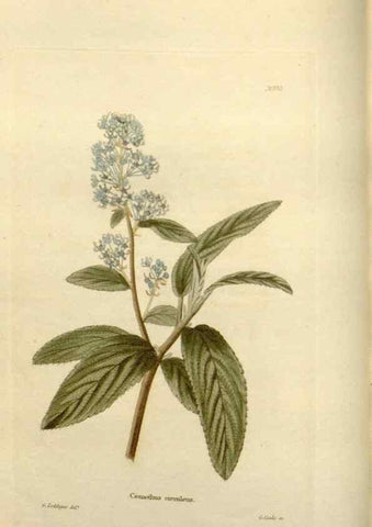 Reproducción/Reproduction 48623517103: The botanical cabinet. London :John & Arthur Arch ...,1817-1833.. 