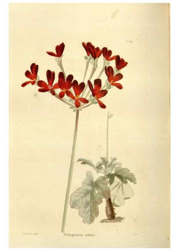 Reproducción/Reproduction 48623527418: The botanical cabinet. London :John & Arthur Arch ...,1817-1833.. 