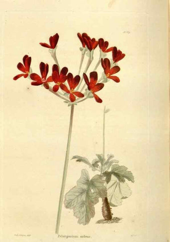 Reproducción/Reproduction 48623527418: The botanical cabinet. London :John & Arthur Arch ...,1817-1833.. 