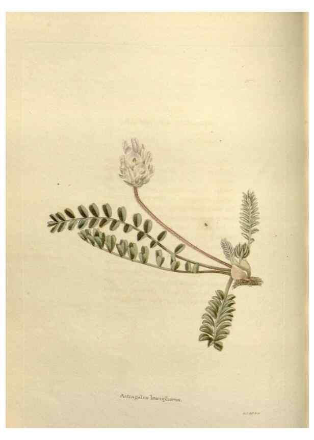 Reproducción/Reproduction 48623868876: The botanical cabinet. London :John & Arthur Arch ...,1817-1833.. 